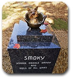 Smoky – Yorkie Doodle Dandy